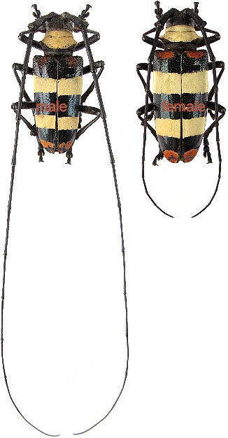 Nemophas tricolor male