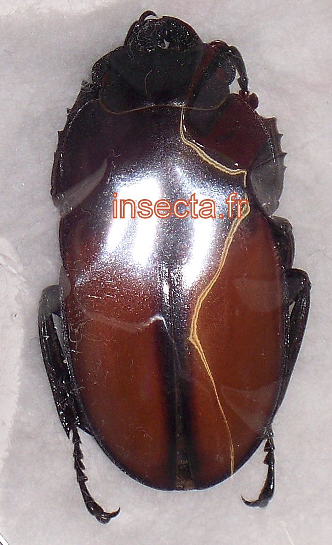 Neolucanus benoiti
