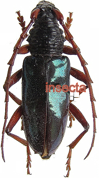 Neoplocaederus viridipennis set 4 pcs A-