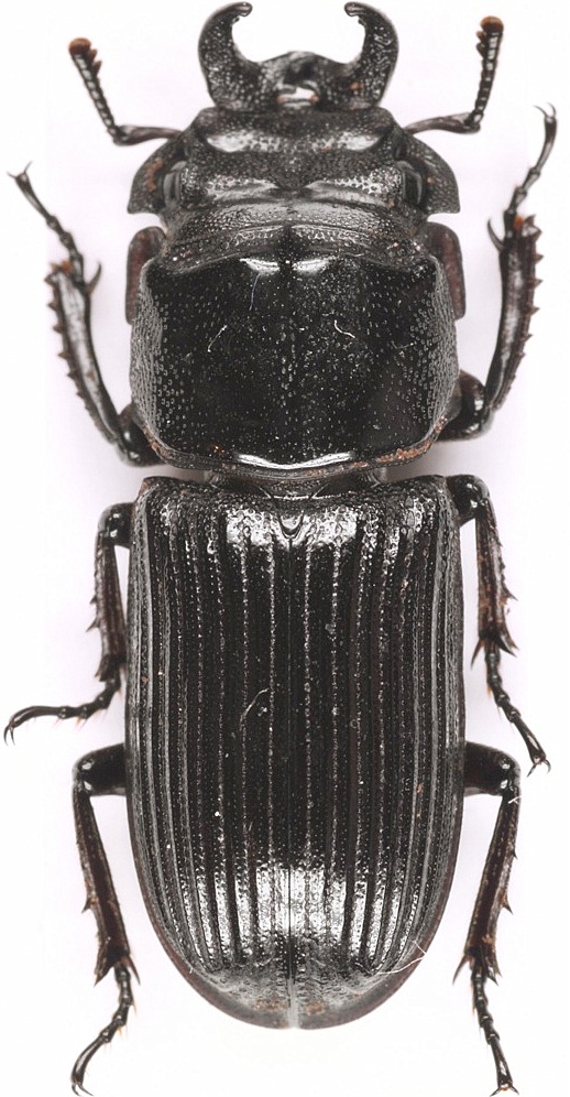 Nigidius elongatus (Nouvelle sous esp&egrave;ce (Guangxi) en cours de desciption) m&acirc;le 19mm