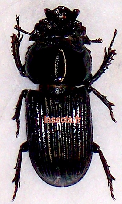 Nigidius perforatus macho
