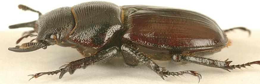 Noseolucanus rugosus male 23mm