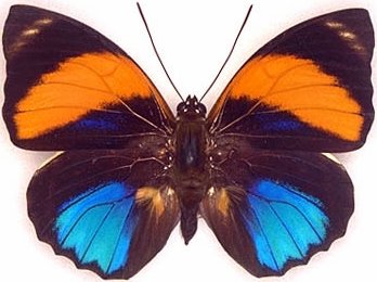 100-Nymphalidae