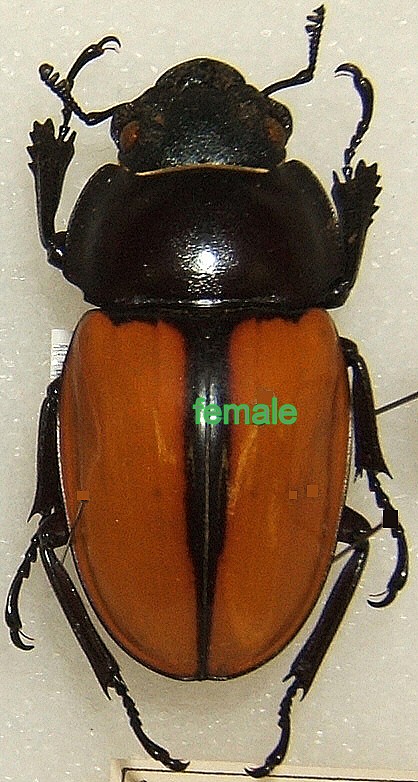 Odontolabis castelnaudi castelnaudi pair (male amphiodontha 66mm+; free fatty female