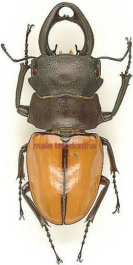 Odontolabis castelnaudi castelnaudi pareja (macho amphiodontha 66mm+; femenina grasos libres