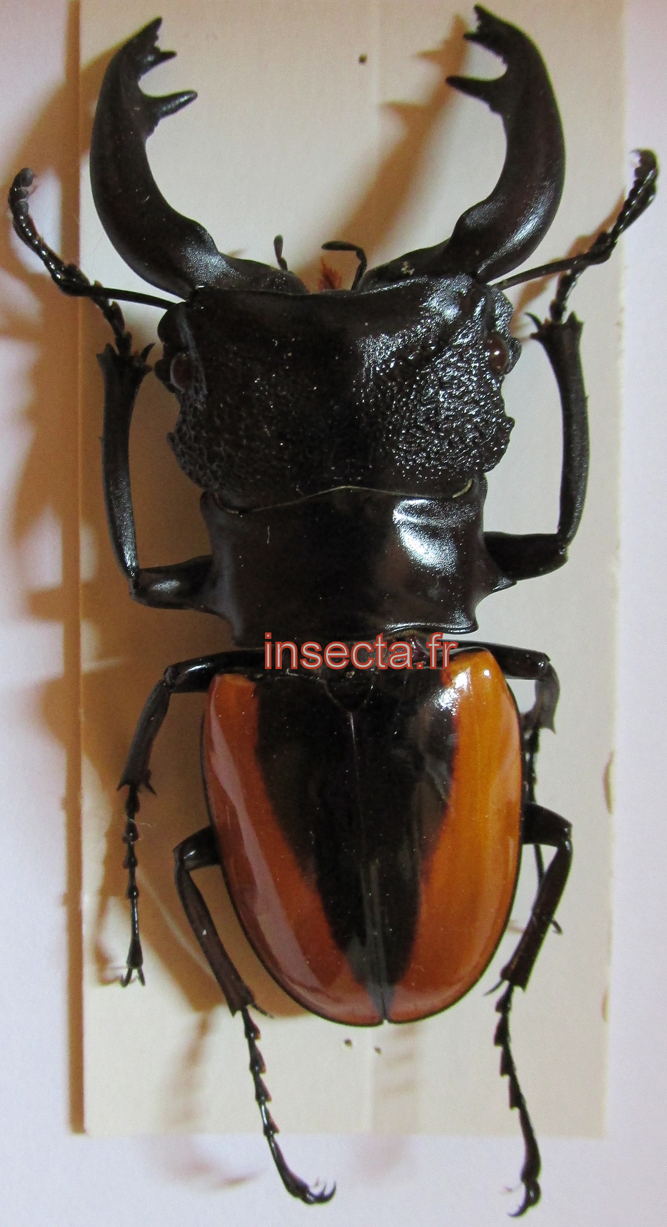 Odontolabis wollastoni mâle telodontha 68mm
