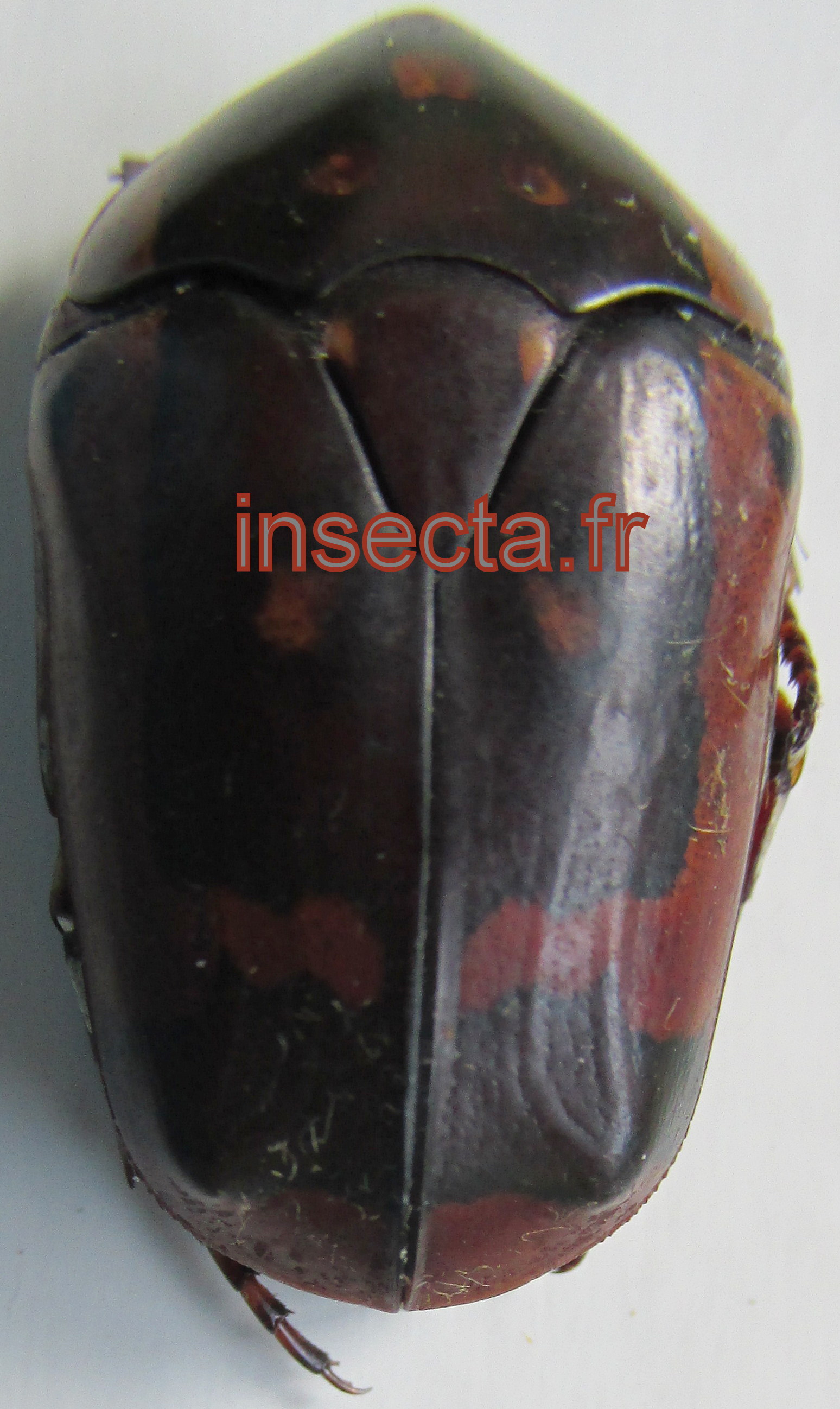 Pachnoda flaviventris fussipuncta hembra