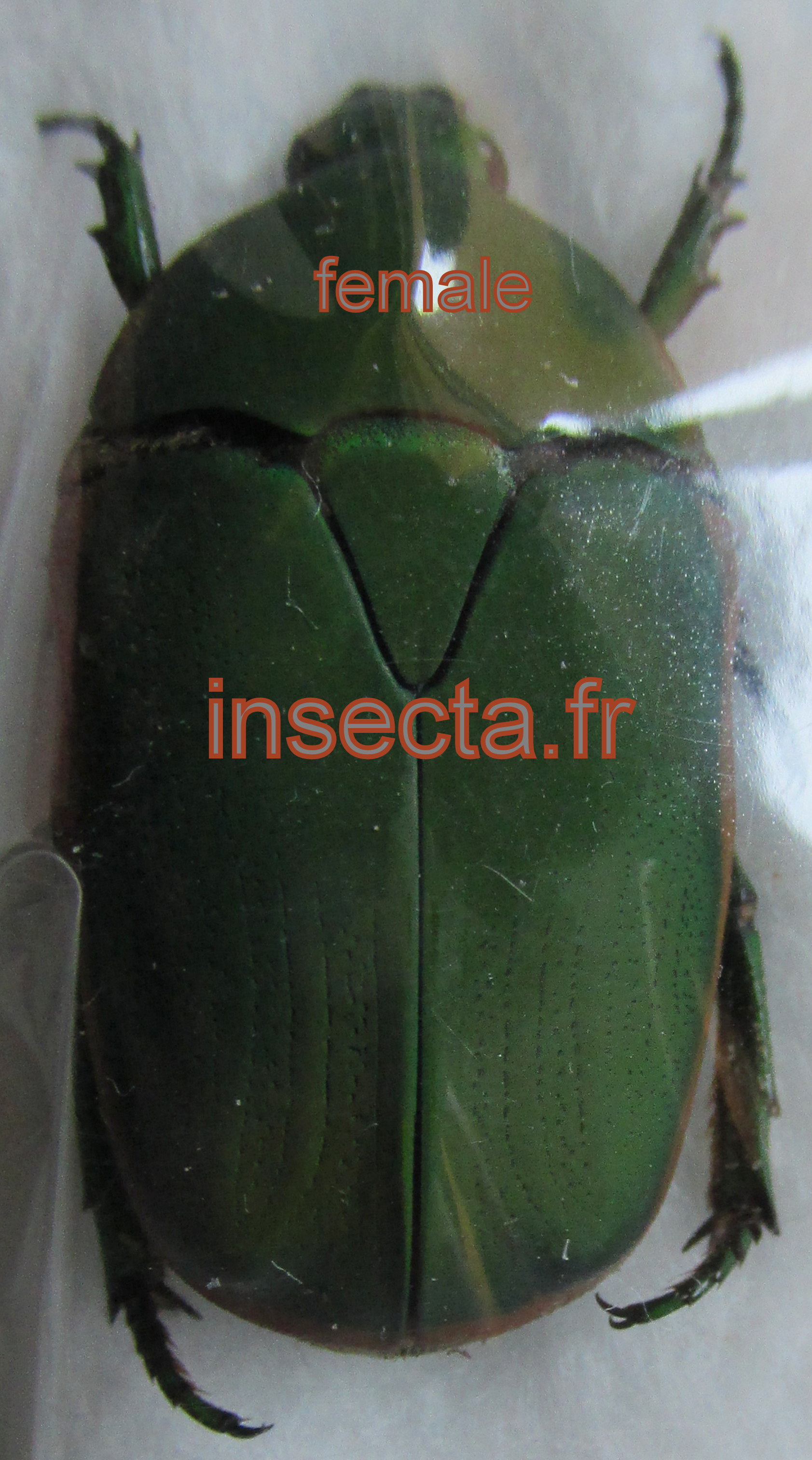 Pachnoda (Marmylida) marginella femelle