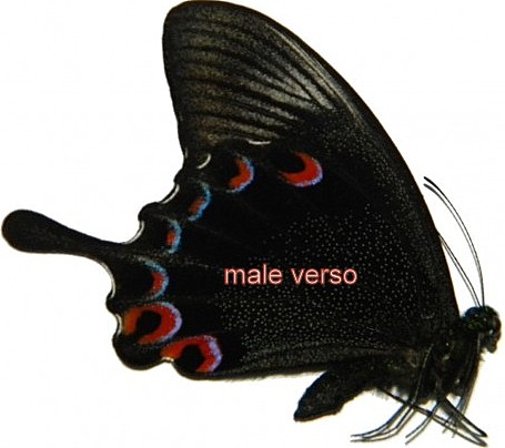 Papilio karna karna m&acirc;le