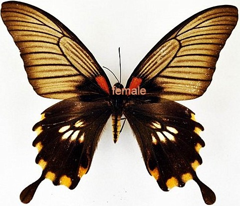 Papilio memnon crenata pareja