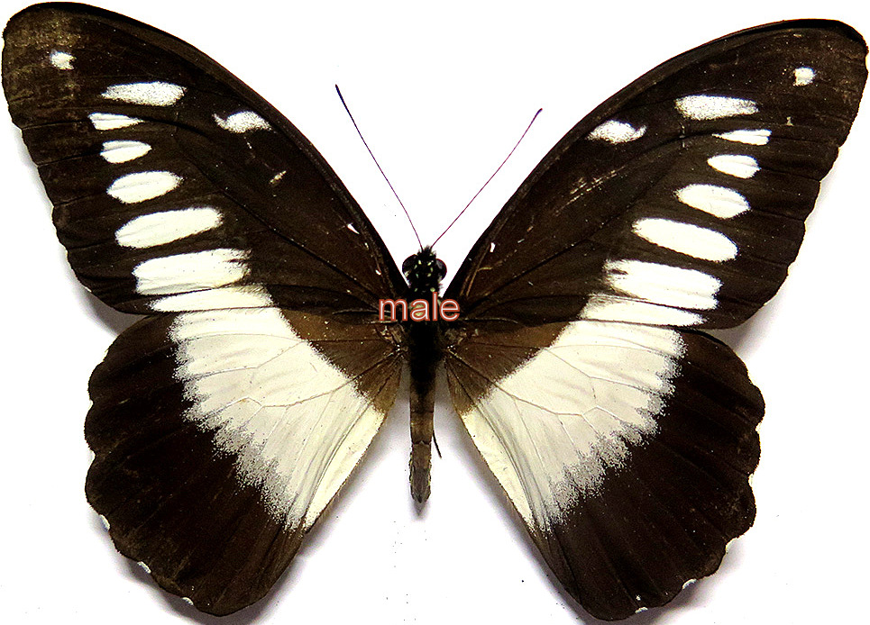 Papilio zoroastres joiceyi male