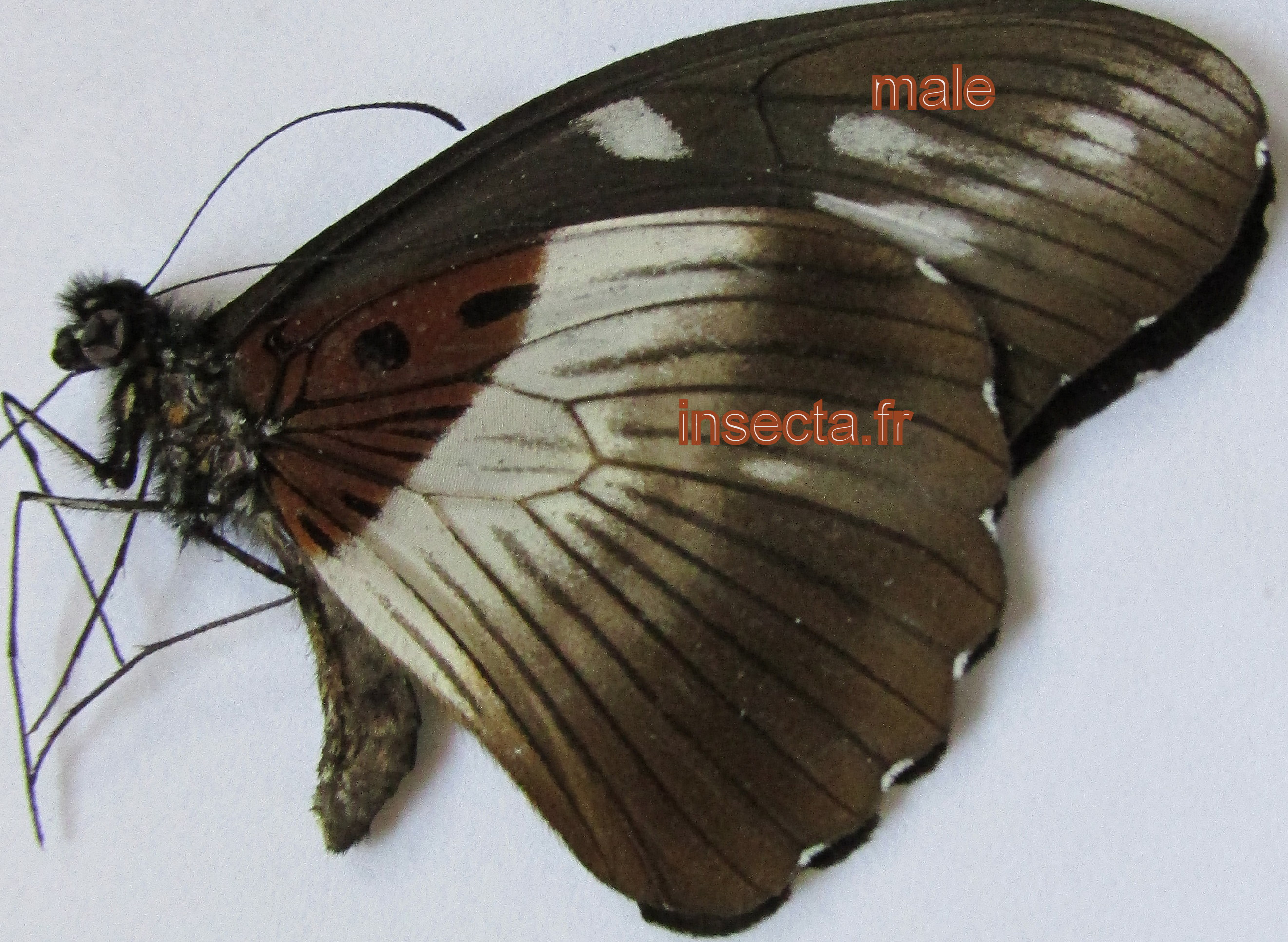 Papilio zoroastres joiceyi male