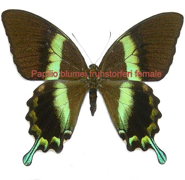 Papilio blumei fruhstorferi hembra (1 antena separada)