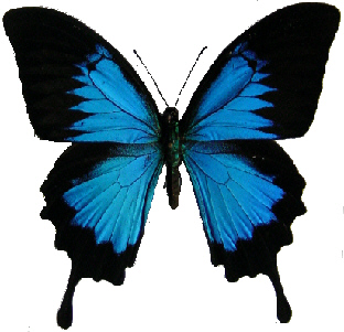 091-Papilionidae