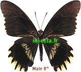 Battus streckerianus streckerianus macho