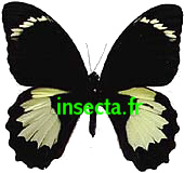 Papilio aegus ornemus Macho A-