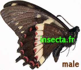 Papilio aristeus (nematius) coelebs male A-
