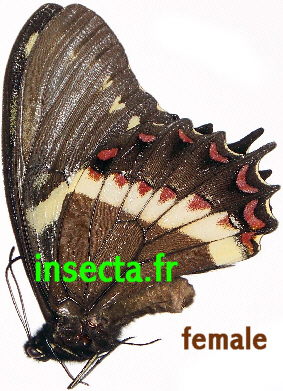 Papilio aristeus (nematius) coelebs pareja