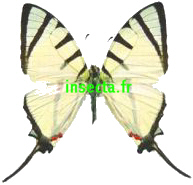 Pathysa (Graphium)agetes iponus Couple