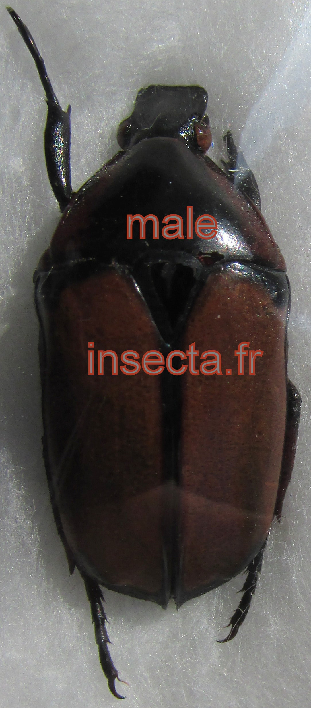 Pedinorrhina (Plaesiorhina) subaena ugandensis male A-