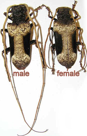 Petrognatha gigas pair (male 54mm)