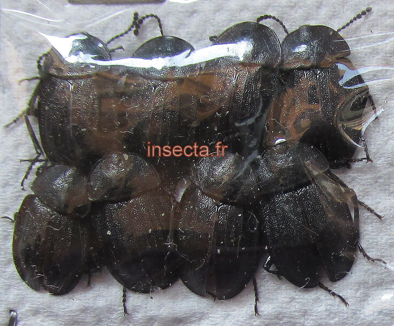 Phosphuga atrata (Silphidae) set 8 pcs
