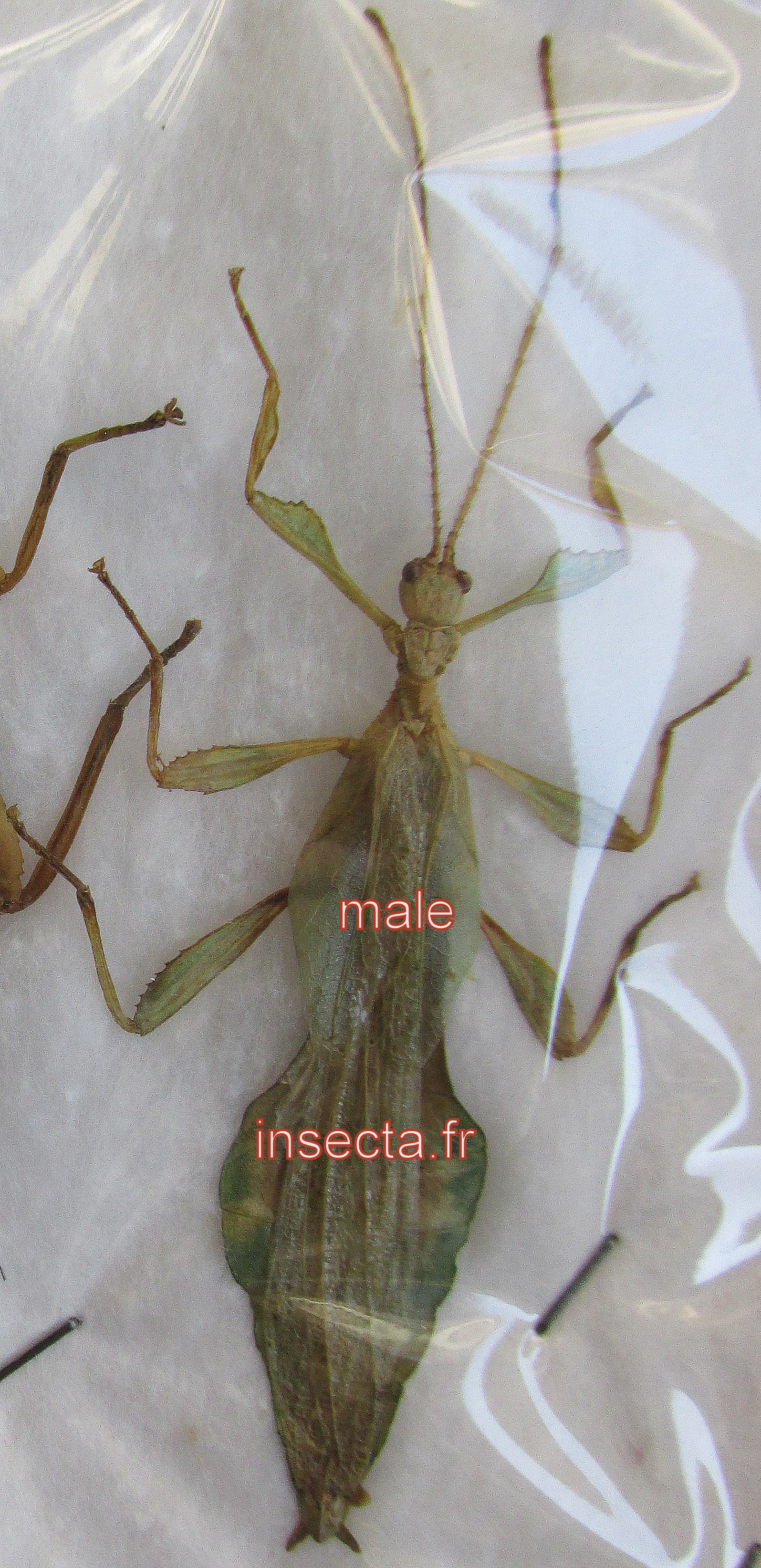 Phyllium jacobsoni (halimun mt) macho