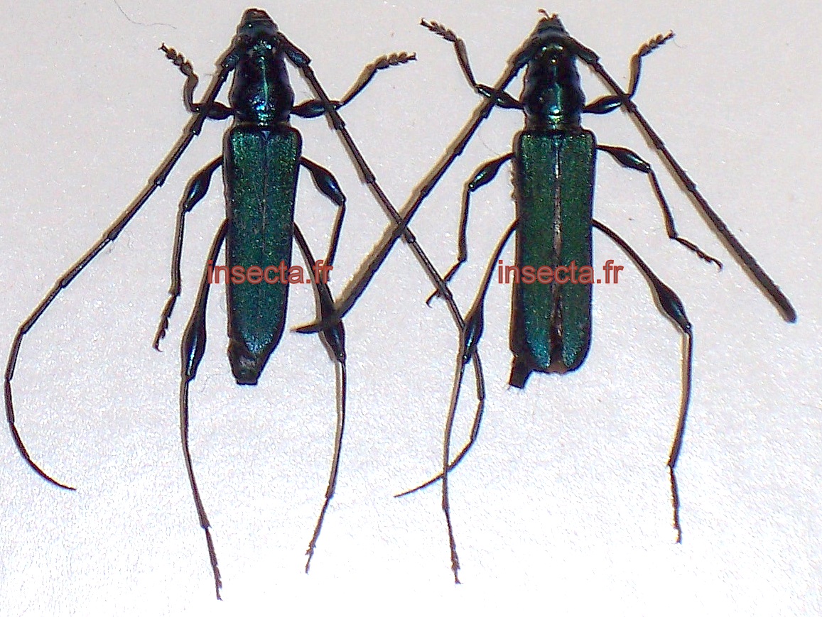 Promecidus linearis female