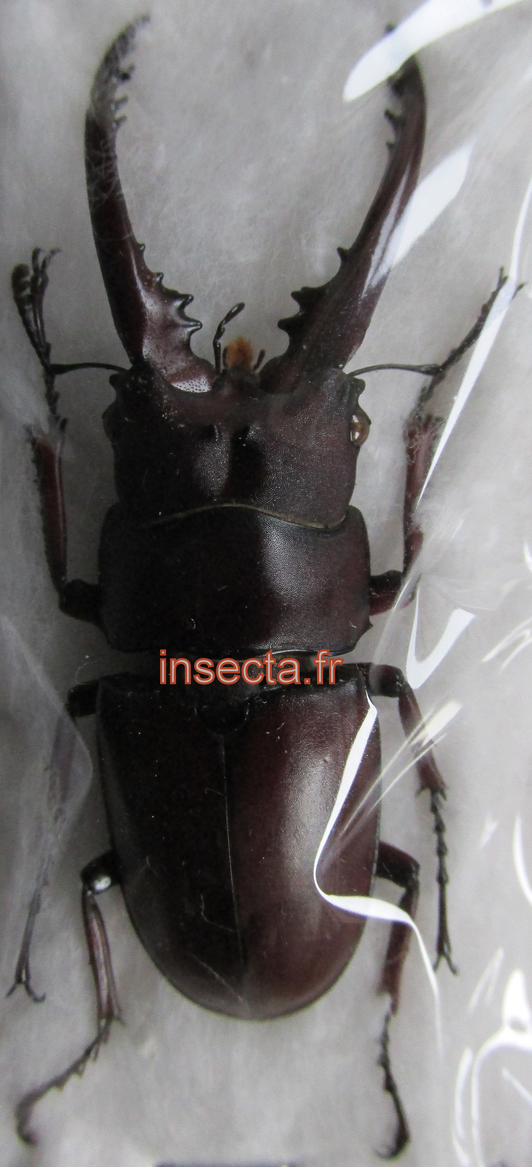 Prosopocoilus (=Metopodontus)astacoides astacoides m&acirc;le 48mm