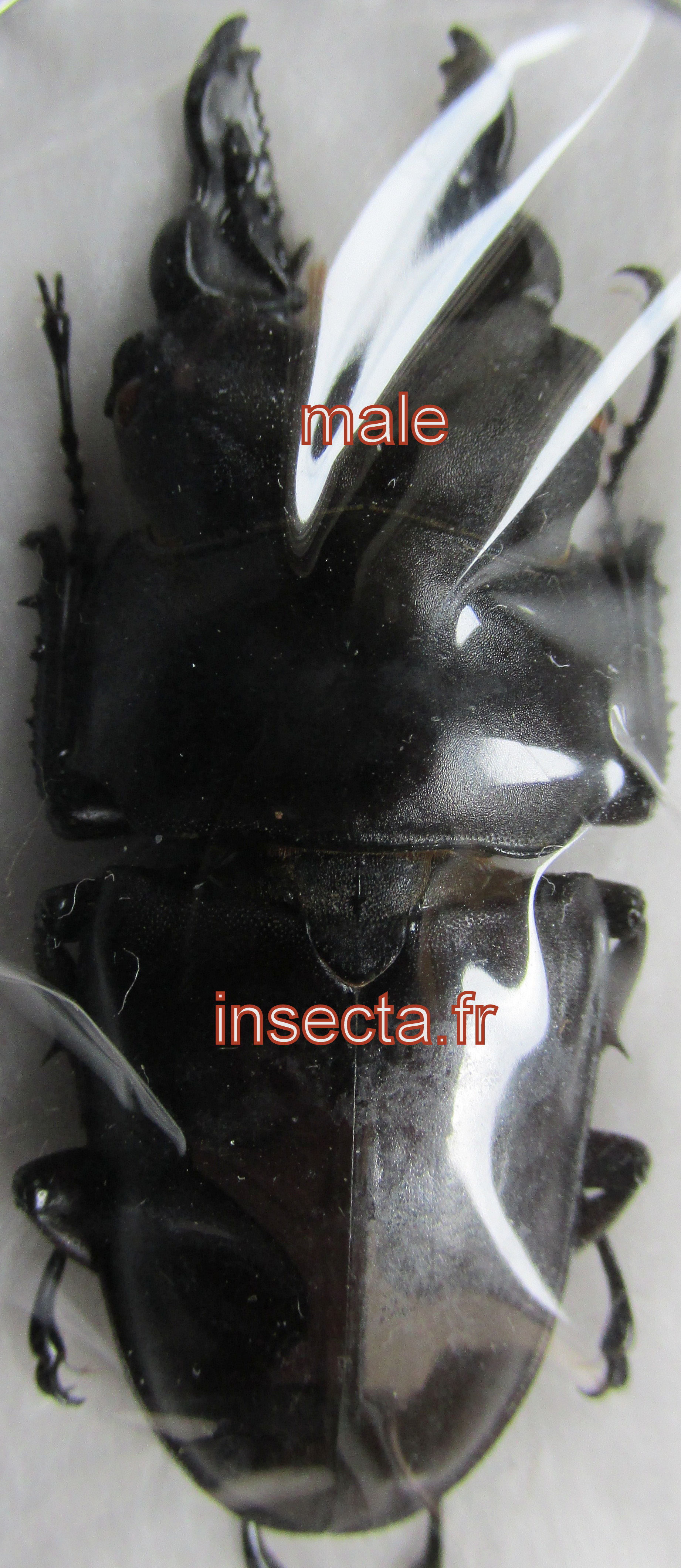 Prosopocoilus spencei spencei m&acirc;le telodontha 42-43mm