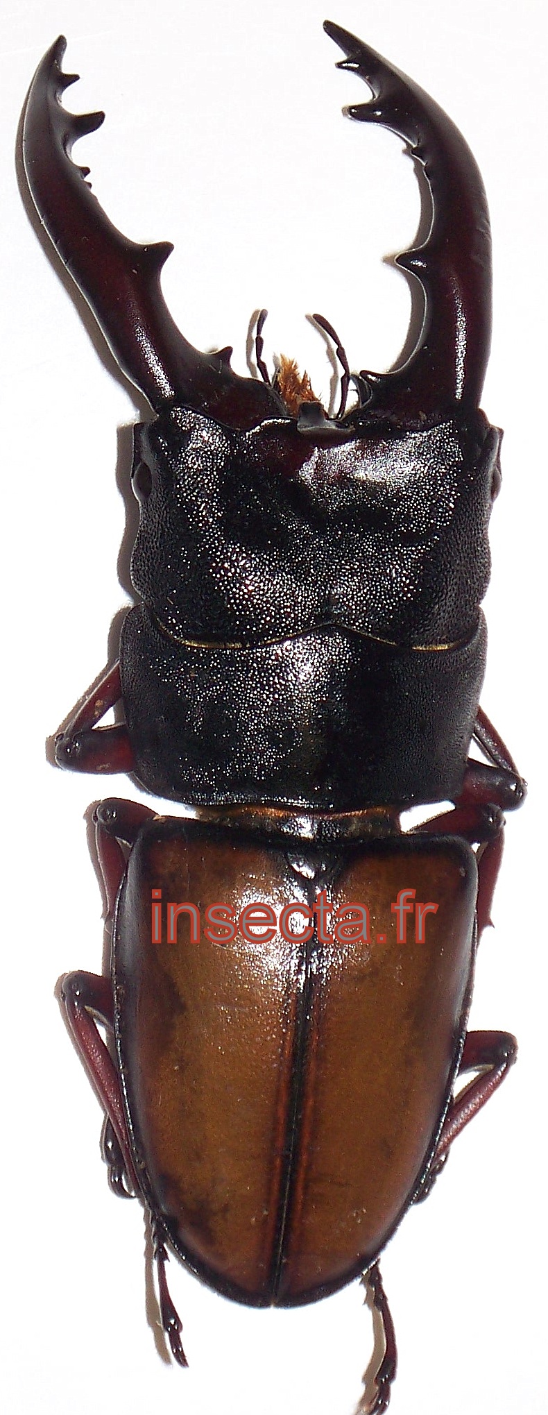 Prosopocoilus umhangi male 60mm+- A-