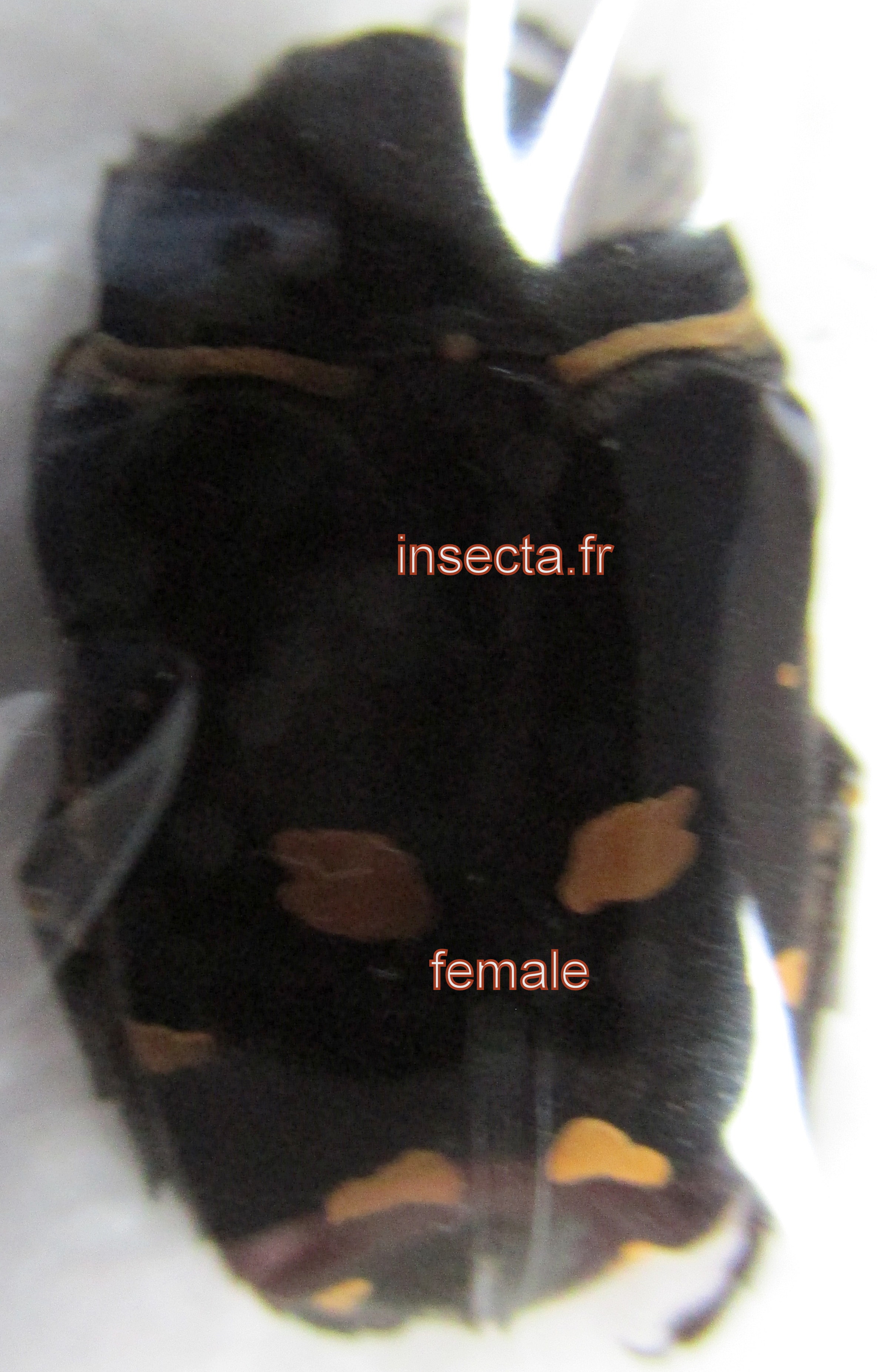 Protaetia (Euprotaetia) nox femelle