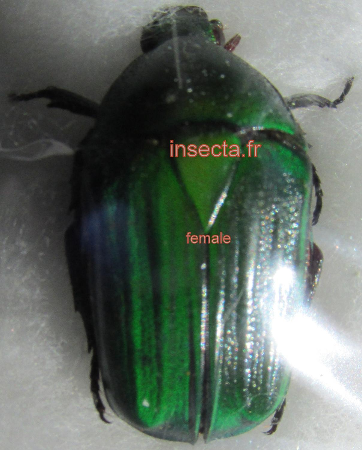 Ptychodesthes bicostata setulosa femelle
