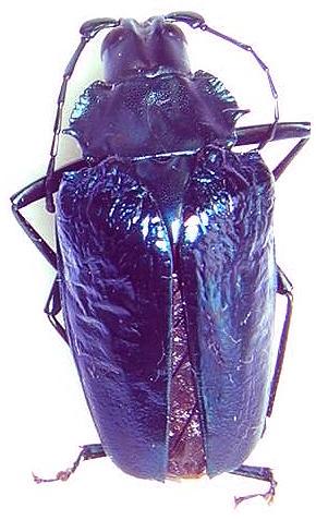 Pyrodes (=Charmallapsis) pulcherina hembra azul