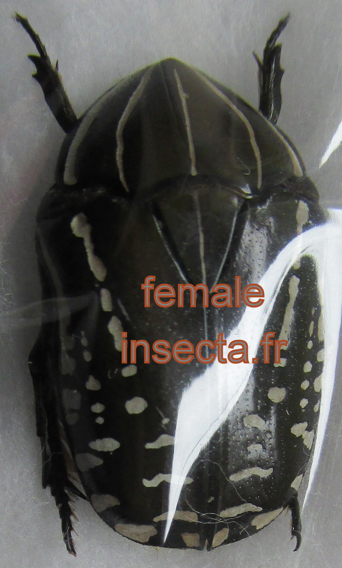 Rhabdotis aulica usumbarensis femelle