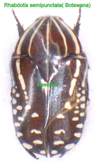 Rhabdotis semipunctata ssp. set 3 couples A-
