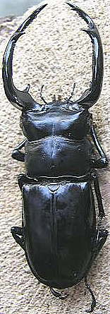 Rhaetulus westwoodi kazumiae pareja ( macho 79mm)