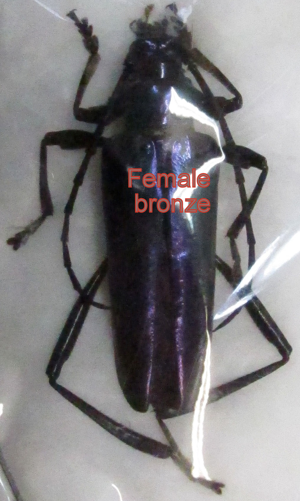 Rhopalizus nitens femelle bronze