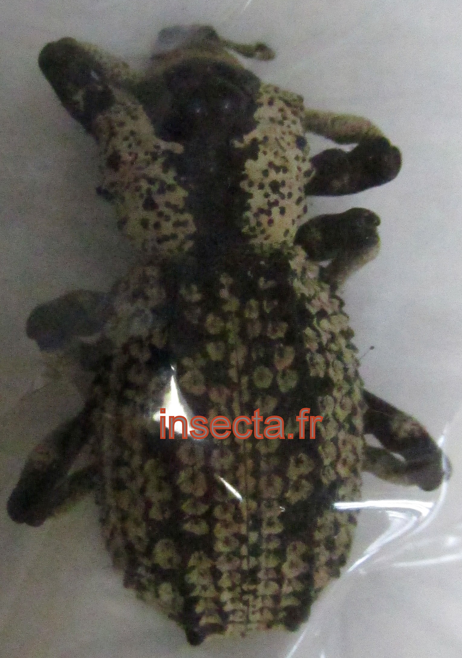 Rhytidophloeus rotschildi