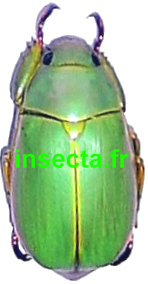 Chrysina (Plusiotis) chrysopelida m&acirc;le