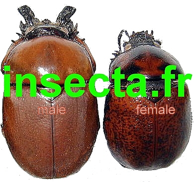 Dicaulocephalus feae trio(=m&acirc;le +grand m&acirc;le+femelle)