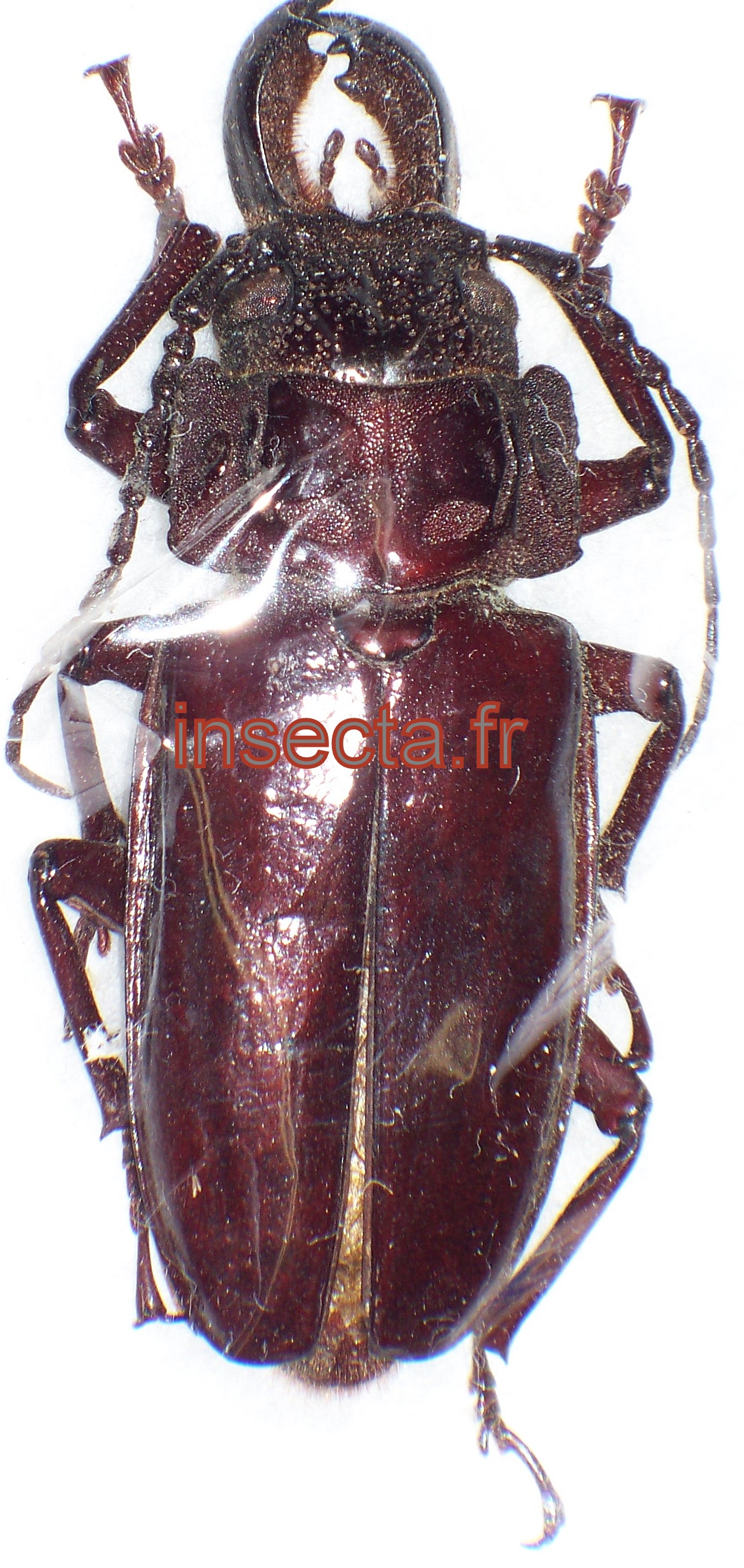 Mallodon (Stenodontes) downesii hembra A-