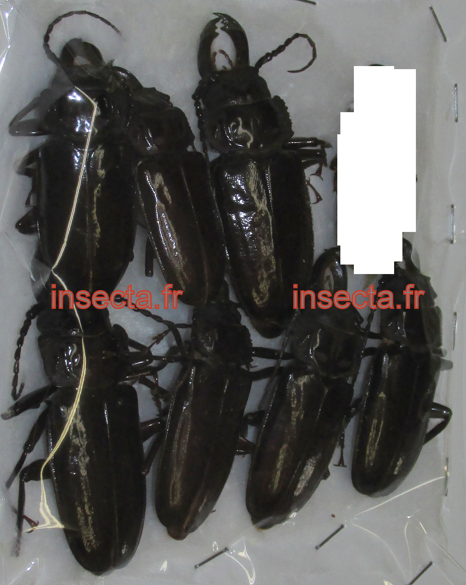 Mallodon (Stenodontes) downesi set 7 males A-
