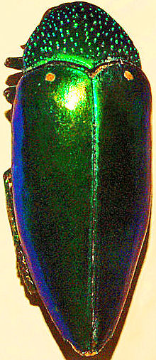 Sternocera aequisignata
