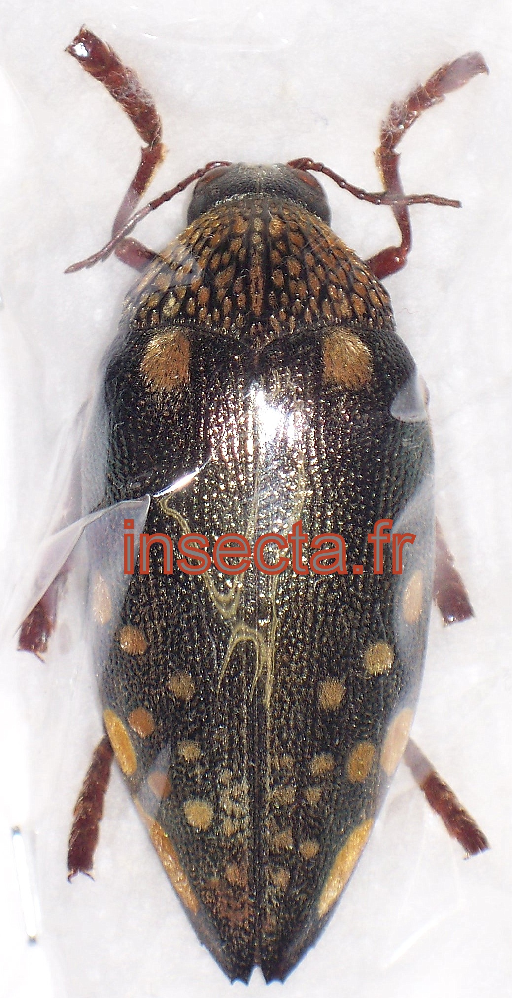 Sternocera castanea boucardi male