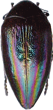 Sternocera iris