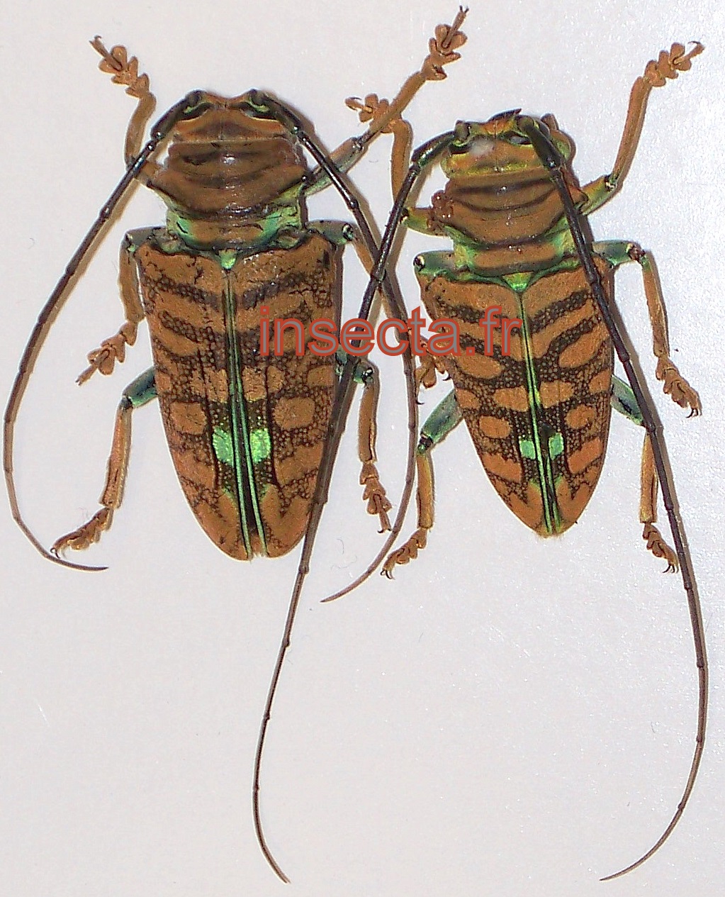 Sternotomis amabilis submaculata couple