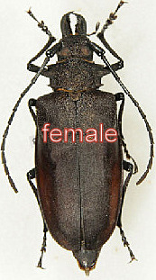 Priotyranus mordax pair (male 53mm Detached middle leg) (female 48mm)