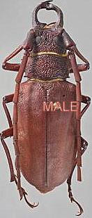 Priotyranus mordax pareja (macho 53mm pata central izquierda separada) (hembra 48mm)
