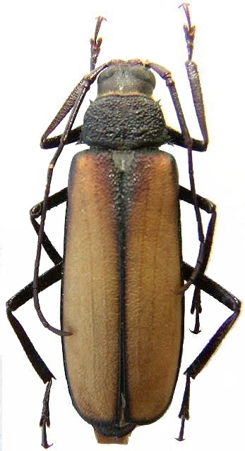 Macrotoma (Tersec) ergatoides male 50mm